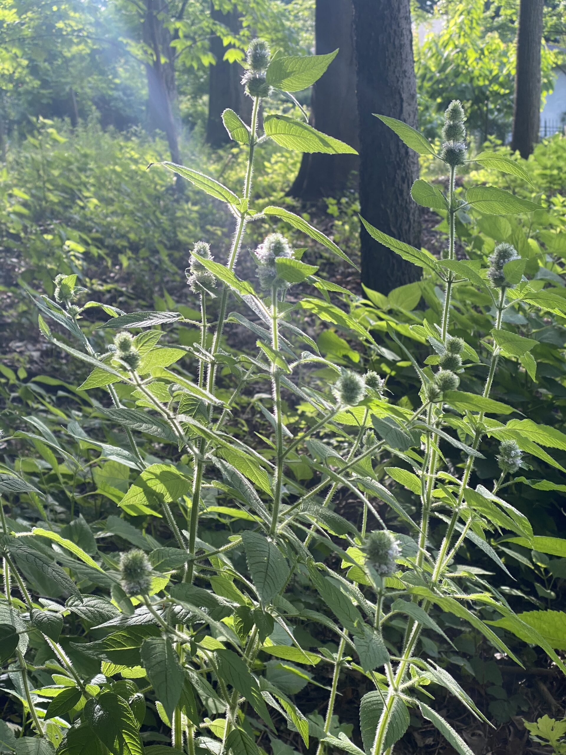 Hairy Wood Mint