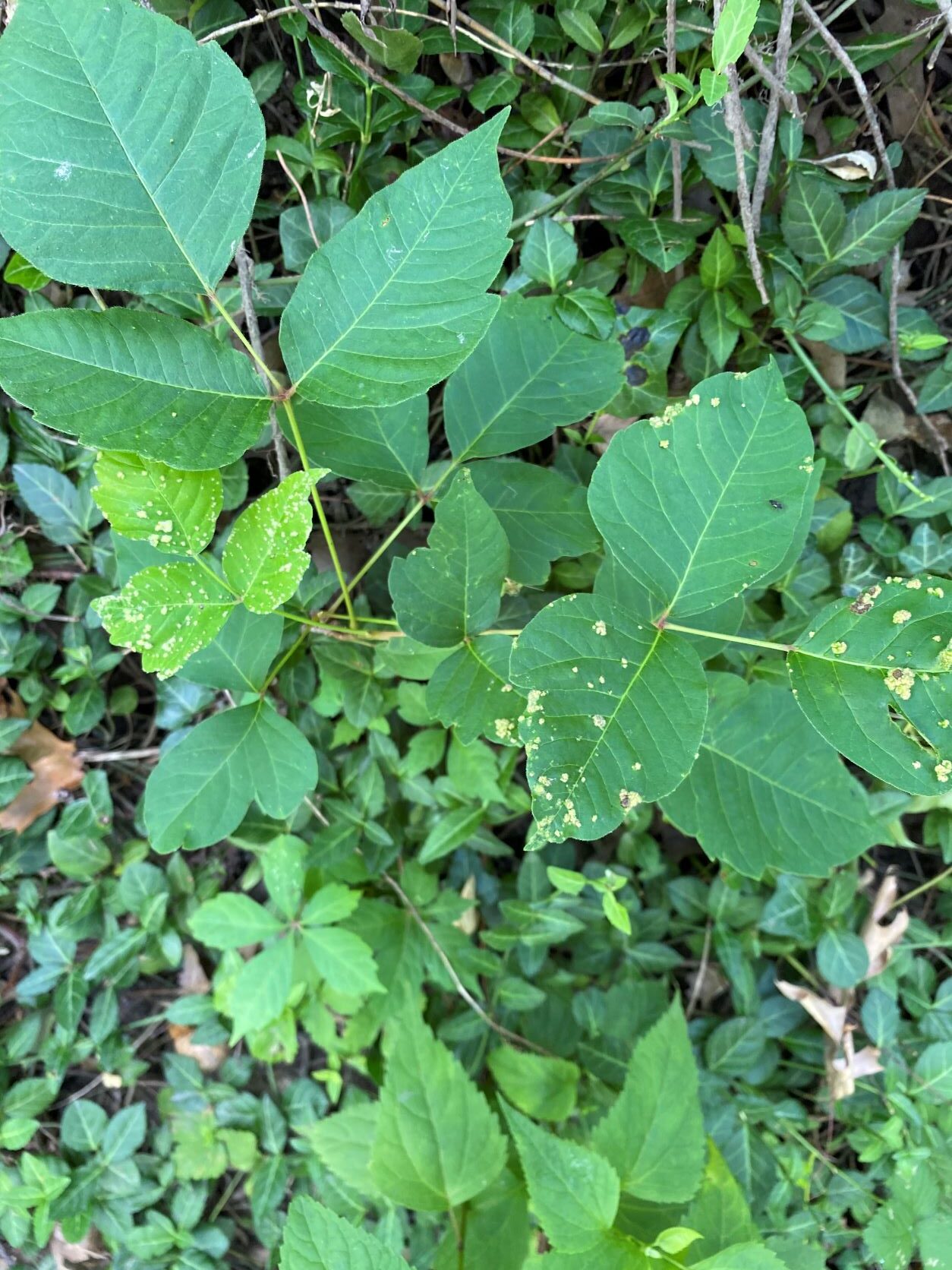 Poison ivy