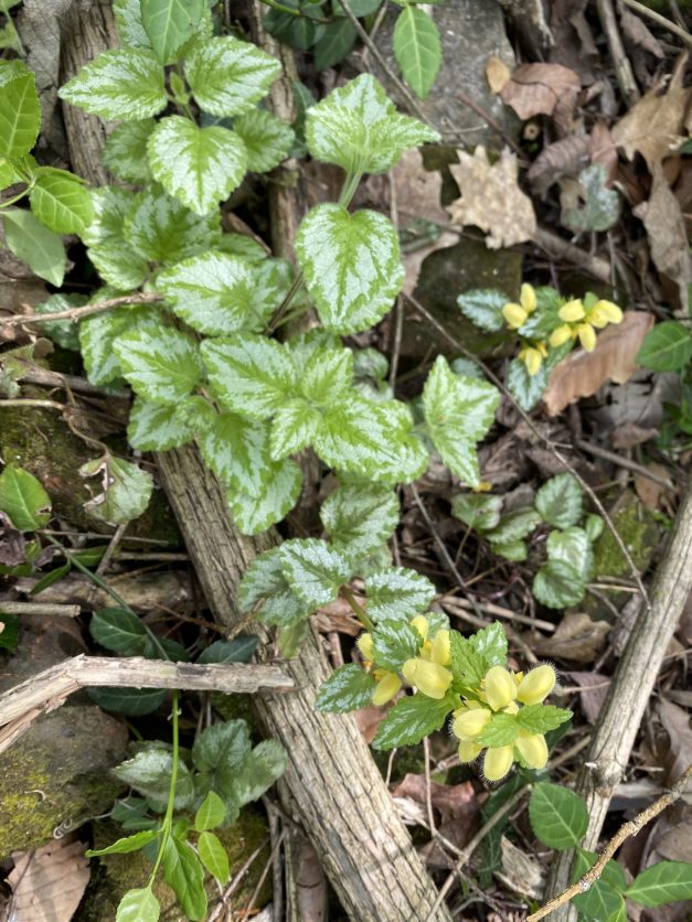 Yellow Archangel_Lamium galeobdolon