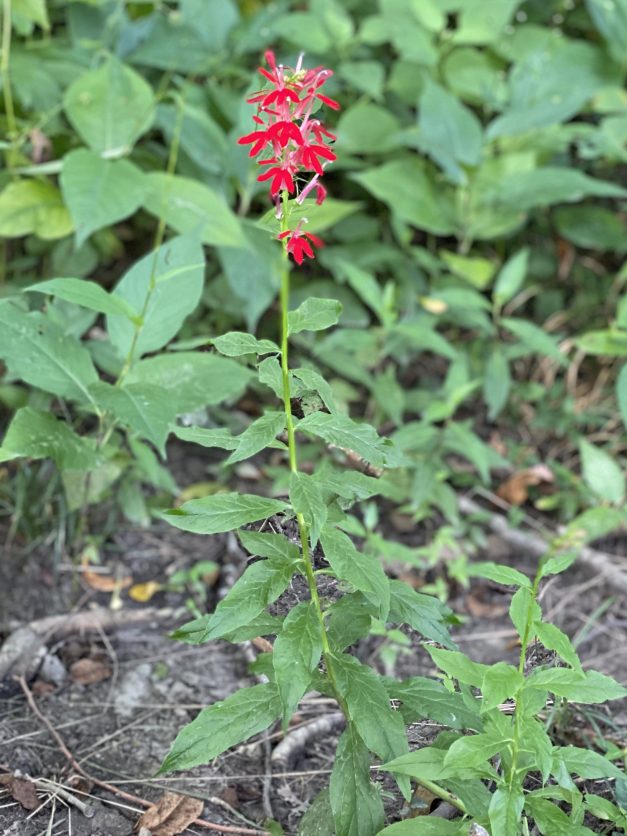 Cardinal flower2_web