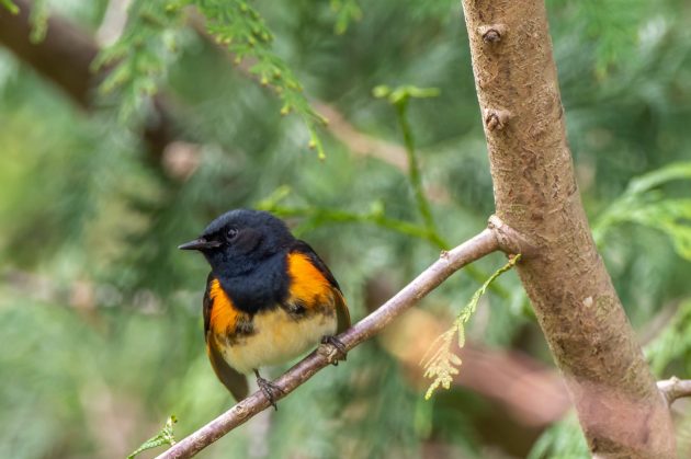 Spring bird migration is in high gear, and many of these tiny, vocal travelers are stopping over in Scarborough Woods! Warblers tend to roost high in the trees, so you might not see them. Download the Merlin app from the Cornell Lab of Ornithology. The app can record their songs and let you know who's singing! Photo of American redstart by Patrice Bouchard on Unsplash