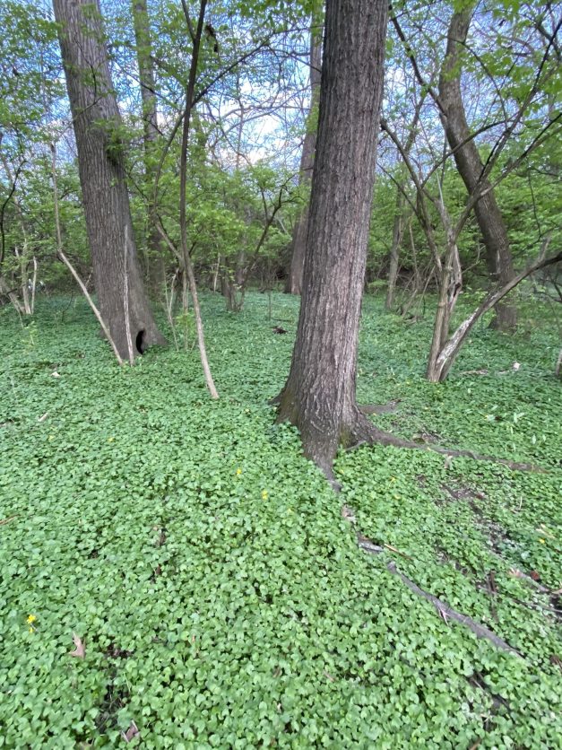 web_Lesser celandine